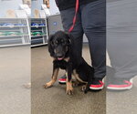 Small #3 Bloodhound-German Shepherd Dog Mix