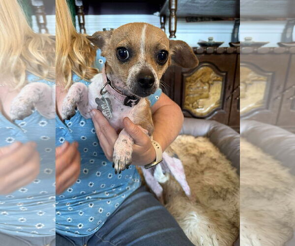 Medium Photo #1 Jack Chi Puppy For Sale in Holly Springs, NC, USA