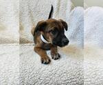Small #9 Black Mouth Cur Mix