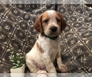 Brittany Puppy for sale in SCOTTS, MI, USA