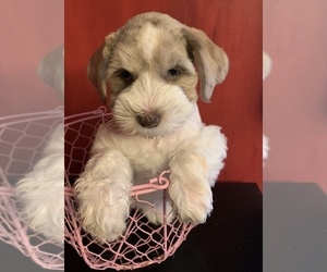 Schnauzer (Miniature) Puppy for sale in SILER CITY, NC, USA