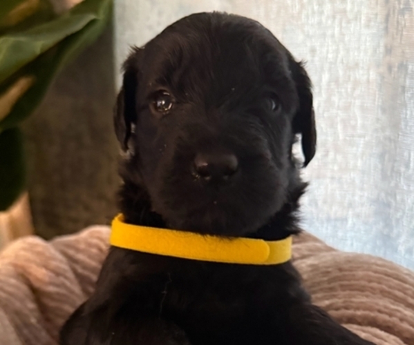 Medium Photo #9 Goldendoodle mix (+ Poodle Standard) Puppy For Sale in EL PASO, TX, USA