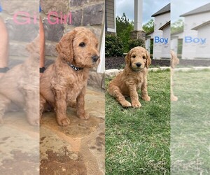 Goldendoodle-Poodle (Standard) Mix Puppy for sale in ATL, GA, USA