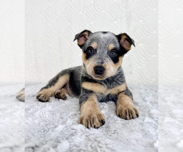 Medium Photo #2 Australian Cattle Dog Puppy For Sale in GREENFIELD, IN, USA