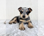 Small #1 Australian Cattle Dog