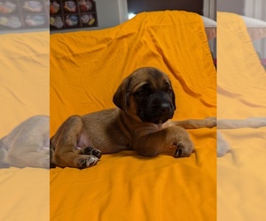 Mastiff Puppy for sale in WESTFIELD, NY, USA