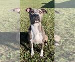 Small #1 Plott Hound Mix