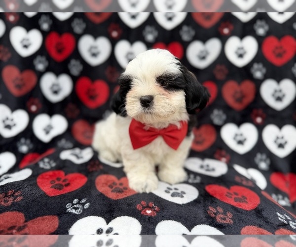 Medium Photo #8 Zuchon Puppy For Sale in LAKELAND, FL, USA