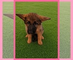 Puppy Puppy 5 German Shepherd Dog