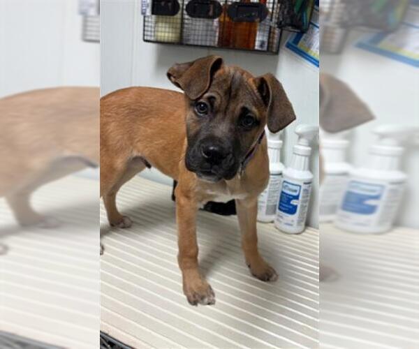 Medium Photo #1 Boxer-Unknown Mix Puppy For Sale in Bakersfield, CA, USA