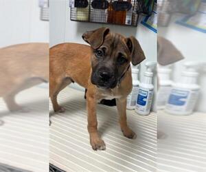 Boxer-Unknown Mix Dogs for adoption in Bakersfield, CA, USA