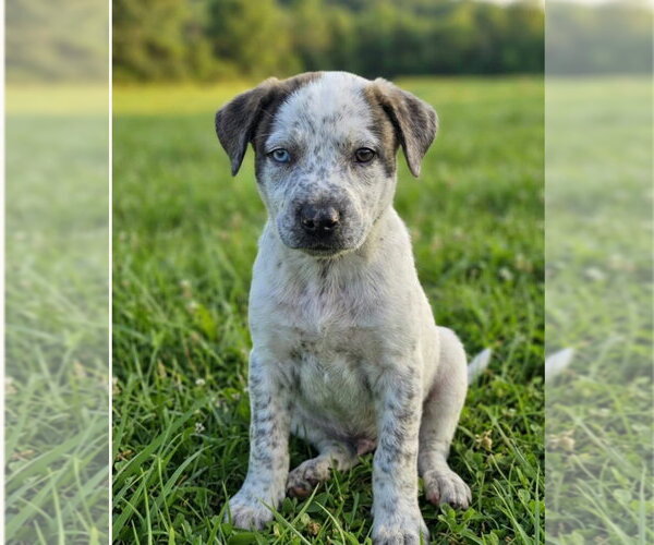 Medium Photo #1 Mutt Puppy For Sale in Hillsboro, MO, USA