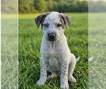 Small Mutt