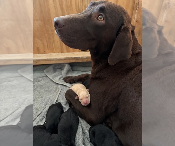 Medium Photo #5 Labrador Retriever Puppy For Sale in WINCHESTER, VA, USA