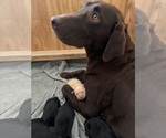 Small #4 Labrador Retriever