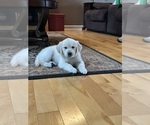 Small #16 Golden Retriever