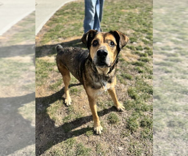 Medium Photo #4 Mutt Puppy For Sale in Elmsford, NY, USA