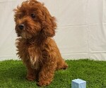 Small #1 Cavapoo