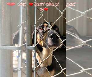 Mutt Dogs for adoption in Crystal, MN, USA