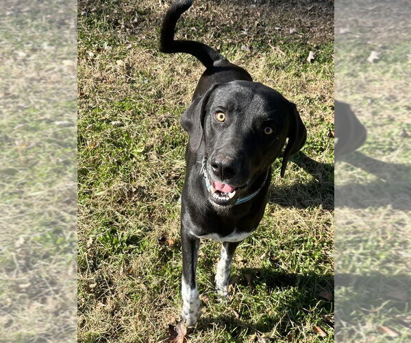 Medium Photo #2 Mutt Puppy For Sale in Osgood, IN, USA