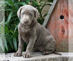 Labrador Retriever Puppy for sale in FREDERICKSBG, OH, USA