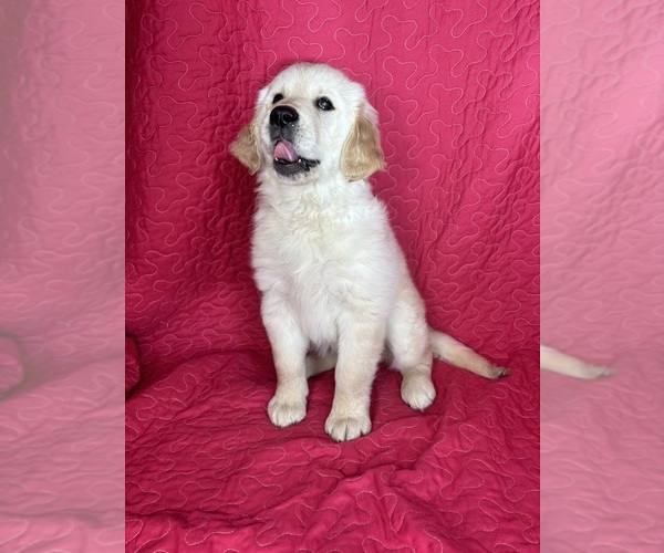 Medium Photo #4 English Cream Golden Retriever Puppy For Sale in GREENFIELD, IN, USA