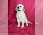 Small #3 English Cream Golden Retriever