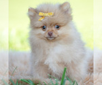 Small #1 Pomeranian
