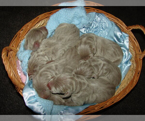 Medium Photo #4 Weimaraner Puppy For Sale in AMORITA, OK, USA