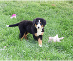 Small #2 Bernese Mountain Dog