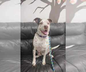Hayden - Female American Pit Bull Terrier-Pointer Mix Dog for Adoption - Photo #14