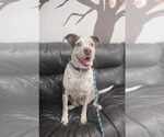 Small Photo #14 Mutt Puppy For Sale in Pompano Beach , FL, USA