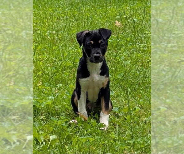 Medium Photo #2 American Pit Bull Terrier-Labrador Retriever Mix Puppy For Sale in Germantown, OH, USA