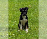 Small #1 American Pit Bull Terrier-Labrador Retriever Mix