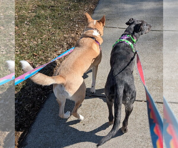 Medium Photo #9 Catahoula Leopard Dog-Unknown Mix Puppy For Sale in Fargo, ND, USA