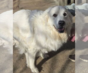 Miley - Female Great Pyrenees Dog for Adoption - Photo #2