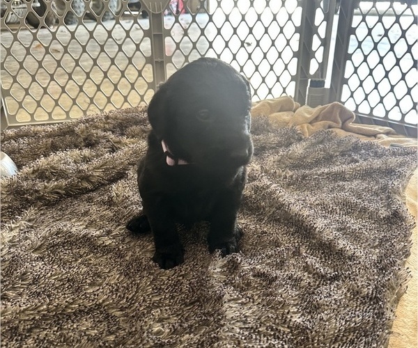 Medium Photo #22 Labradoodle Puppy For Sale in KIRKSVILLE, MO, USA