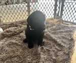 Small Photo #22 Labradoodle Puppy For Sale in KIRKSVILLE, MO, USA