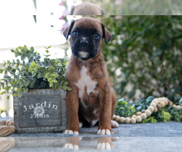 Medium Photo #2 Boxer Puppy For Sale in KIRKWOOD, PA, USA