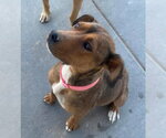 Small #2 Mutt