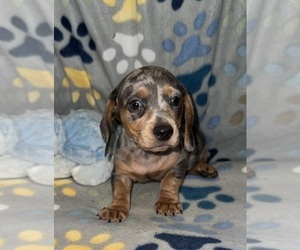 Dachshund Puppy for sale in LOVELY, KY, USA