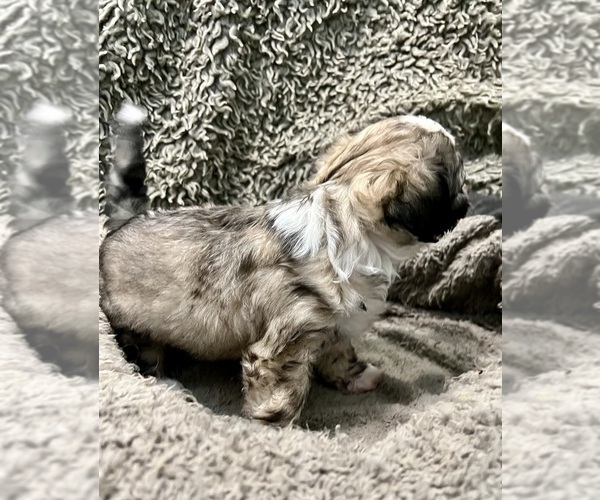 Medium Photo #56 Zuchon Puppy For Sale in RENO, NV, USA
