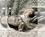 Small Photo #56 Zuchon Puppy For Sale in RENO, NV, USA