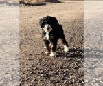 Small Photo #4 Miniature Bernedoodle Puppy For Sale in LONGMONT, CO, USA