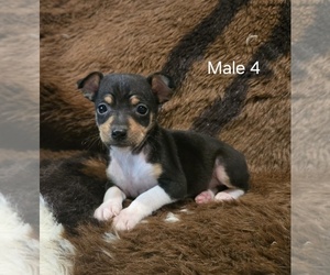 Rat Terrier Puppy for sale in PLYMOUTH, CA, USA
