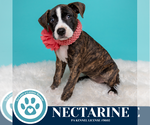 Small #2 Boxer Mix