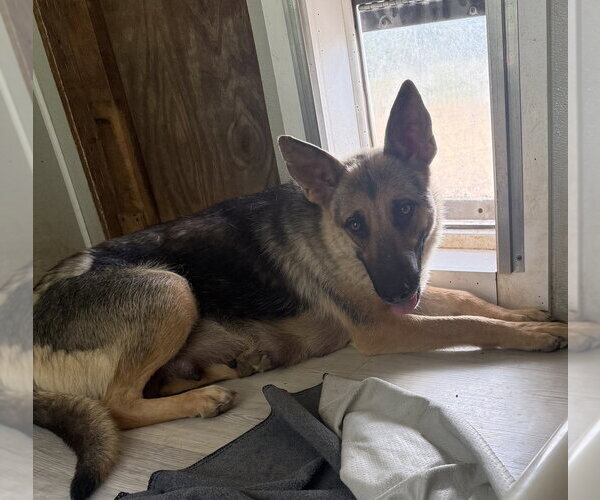 Medium Photo #3 German Shepherd Dog Puppy For Sale in Bolivar, MO, USA