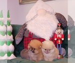 Small Photo #5 Pomeranian Puppy For Sale in BEVERLY HILLS, CA, USA