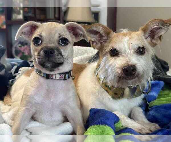 Medium Photo #4 Chug Puppy For Sale in Brewster, NY, USA