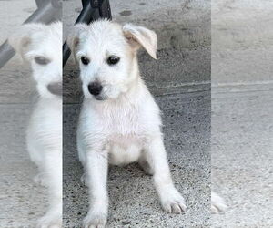 Mutt Dogs for adoption in Princeton, MN, USA